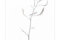 L'élégance d'une fleur de phormium dans une ambiance hivernale